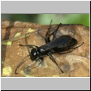 Anoplius nigerrimus - Wegwespe w03a 11mm OS-Piesberg-det.jpg